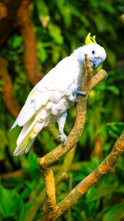 Photo for Parrot, Cackatoo or Burung Kakaktua playing on the branch in green forest, Indonesia. Cockatoos are a group of medium to large-sized parrots known for their vibrant colors, crests, and unique personalities. Cockatoos belong to the family Cacatuidae. - Royalty Free Image