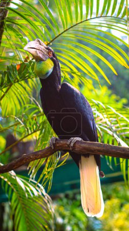 Téléchargez les photos : Hornbill, Rangkong, oiseaux tropicaux colorés assis sur la branche dans la forêt verte, Indonésie. Hornbill assis sur la branche posture détendue et droite - en image libre de droit