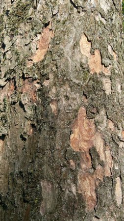 Photo pour Vue Ecorce d'arbre marron - image libre de droit