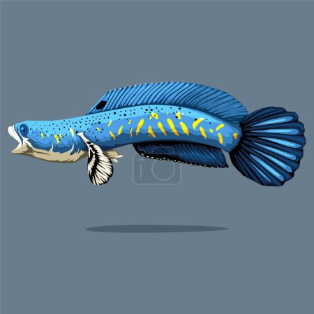 Illustration for Vector illustration of channa blue pulchra, detailed full body snakehead fish vector isolated. Design assets fit for your logo, mascot, or poster design. - Royalty Free Image