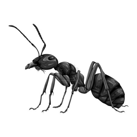 Detail-Vektorillustration der schwarzen Ameise isoliert auf weißem Hintergrund