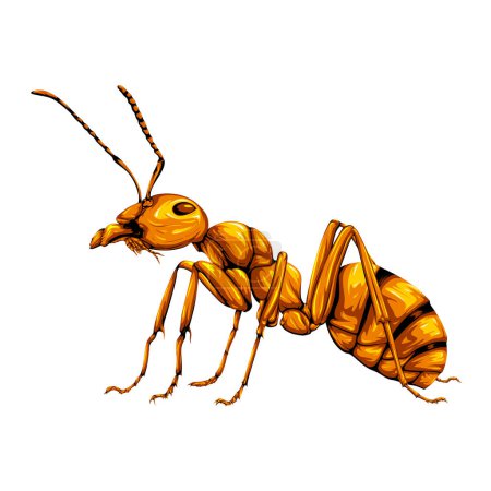 Detallado vector hormiga dorada aislado sobre fondo en blanco