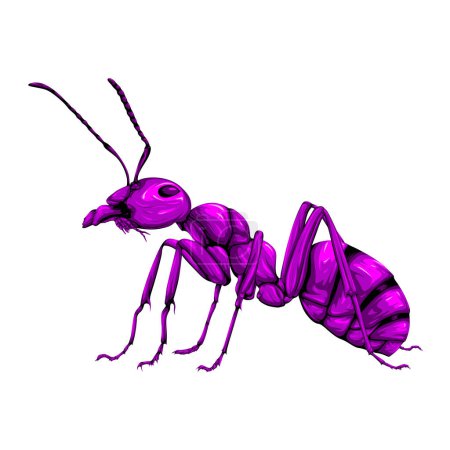 Lindo vector hormiga púrpura aislado sobre fondo en blanco