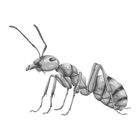 Vector de hormigas blancas plateadas con rayas negras aisladas sobre fondo blanco