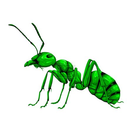 Detallado vector hormiga verde aislado sobre fondo blanco
