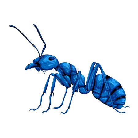 Detallado vector hormiga azul aislado con tiras negras sobre fondo blanco