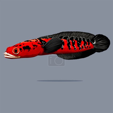 Channa Marulioides Red Sentarum Vector Cartoon, Detailed Fish Vector Isolated on Blank Background