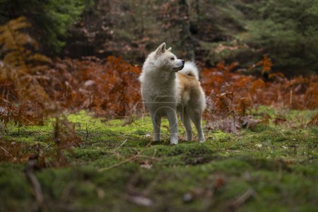 Foto de Fotografía del hermoso perro Akita Inu en el bosque de larga duración posando se ve a un lado - Imagen libre de derechos