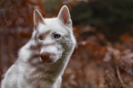 Foto de Perro husky blanco entre helechos rojos parece un lobo en el bosque de otoño - Imagen libre de derechos