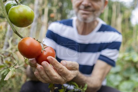 Téléchargez les photos : Mains d'homme âgé montrant le jardinage des tomates - en image libre de droit