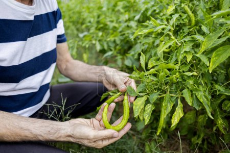 Téléchargez les photos : Détail des mains de l'homme âgé tenant des poivrons de son jardin - plans de retraite - en image libre de droit