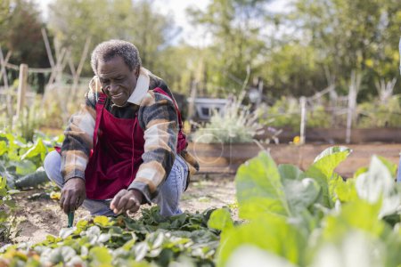 Foto de Abuelo agricultor afroamericano mayor arrodillado en su huerto cosechando la cosecha del huerto - Imagen libre de derechos