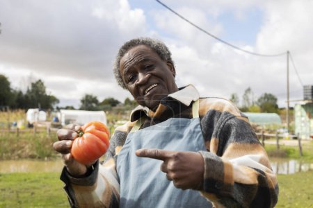 Photo for African American elderly farmer poses pointing at a tomato from his vegetable garden - Royalty Free Image