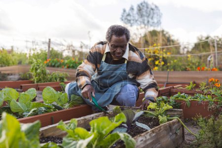 Un hombre mayor atiende amorosamente a sus camas plantadas de vegetales en un jardín comunitario.