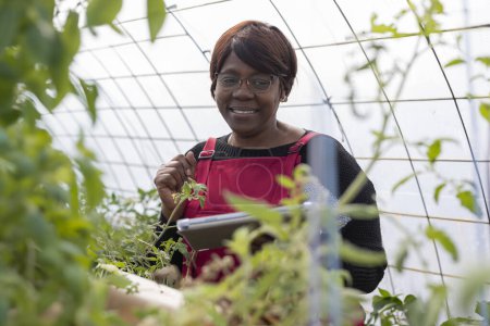 Experienced farmer with digital tablet monitors plant health in a high-tech greenhouse.