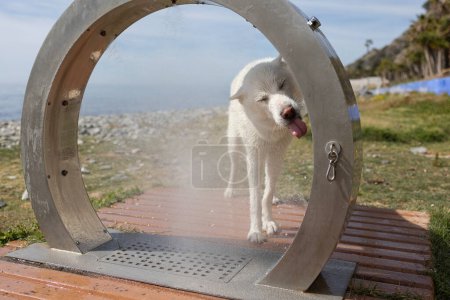 Téléchargez les photos : Douche pour chien sur la plage, sécurité des animaux pendant l'été. - en image libre de droit