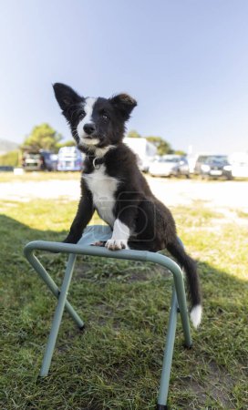 border collie puppy sitting on chair in meadow