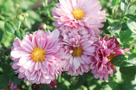 Close up view of pink painted daisy flowers, Leucanthemum, Tanacetum coccineum, blossoms, chrysanthemum