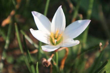 Zephyranthes candida blüht, mit den gebräuchlichen Namen Herbst Zephyrlie, weiße Windblume, weiße Regenlilie, peruanische Sumpflilie. Makroweiße Blüte