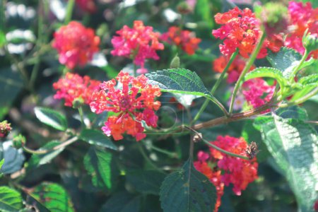 Lantara camara flower blooming in the garden