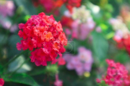 Fleurs de camara Lantara fleurissant dans le jardin