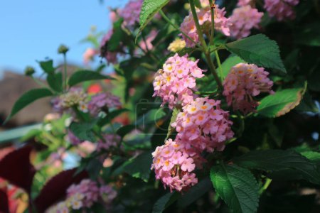 Photo for Lantara camara flower blooming in the garden - Royalty Free Image
