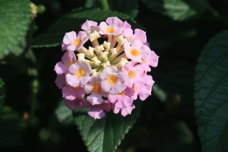 Lantara camara flower blooming in the garden