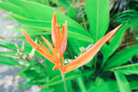 Téléchargez les photos : Fleurs jaunes Heliconia psittacorum ou bec de perroquet, fleur de perruche, fleur de perroquet, faux oiseau de paradis décoratif dans le jardin - en image libre de droit