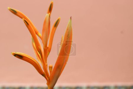 Téléchargez les photos : Fleurs jaunes Heliconia psittacorum ou bec de perroquet, fleur de perruche, fleur de perroquet, faux oiseau de paradis décoratif dans le jardin - en image libre de droit