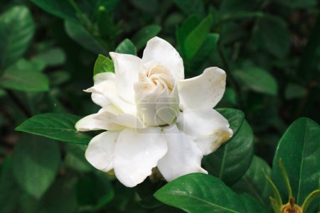 Flores de gardenia blanca. Jazmín del Cabo (Gardenia jasminoides).
