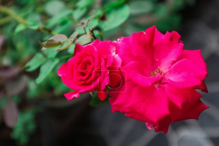 Téléchargez les photos : Exquise Gros plan de Rosa lucieae fleur mettant en valeur ses pétales complexes et sa beauté intemporelle. - en image libre de droit