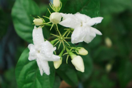 Tabernaemontana divaricata, commonly called pinwheel flower, crape jasmine, East India rosebay, and Nero's crown, is an evergreen shrub or small tree native to South Asia, Southeast Asia and China