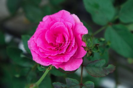 Téléchargez les photos : Exquise Gros plan de Rosa lucieae fleur mettant en valeur ses pétales complexes et sa beauté intemporelle. - en image libre de droit