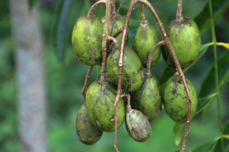 fruta kedondong en el árbol. fructificando semillas de árbol de kedondong. fruto de ambarella.