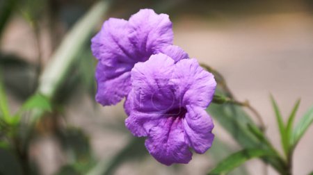 Primer plano de Ruellia tuberosa o Purple Kencana o Ruellia brittoniana o Ruellia tuberosa o Purple Ruellia flor que florece sobre el fondo de las hojas verdes.