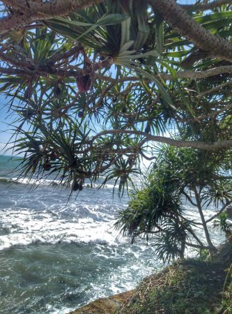 Hermosa escena de playa con olas pequeñas y plantas visibles o ramas de árboles llenas de hojas