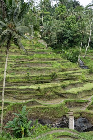 Téléchargez les photos : Plantation de rizières en cascade verte. Bali, Indonésie
. - en image libre de droit