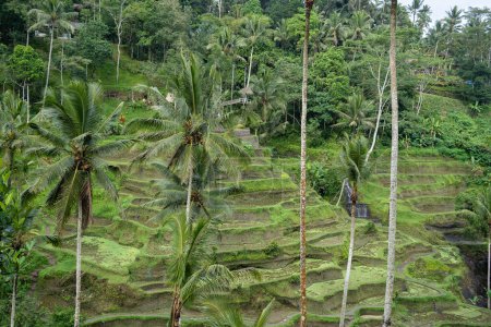 Téléchargez les photos : Plantation de rizières en cascade verte. Bali, Indonésie
. - en image libre de droit