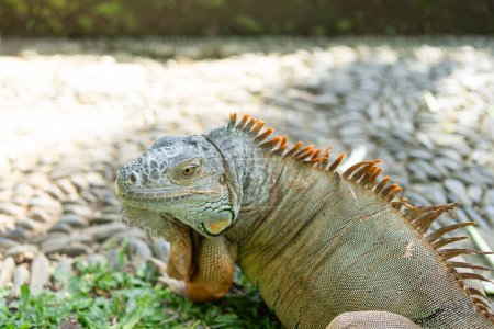 Foto de Retrato de una iguana de cerca. Lagarto iguana. Iguana en la naturaleza. Retrato de iguana. - Imagen libre de derechos