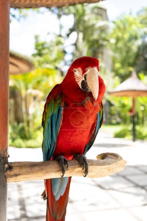 Foto de Retrato del colorido loro guacamayo escarlata en el zoológico de Indonesia - Imagen libre de derechos