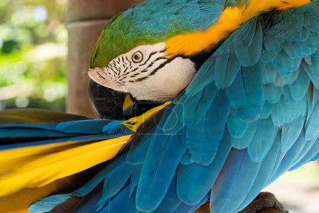 Foto de Guacamayo azul y amarillo primer plano Ara ararauna, ave exótica. - Imagen libre de derechos
