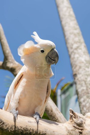 Téléchargez les photos : Oiseau cacatua rose au zoo de Bali portrait. - en image libre de droit