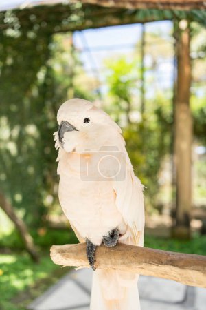 Photo for Pink cacatua bird in Bali zoo portrait. - Royalty Free Image
