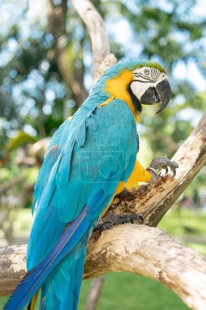 Photo for Beautiful Macaw yellow and blue parrot. - Royalty Free Image