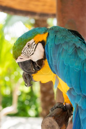 Photo for Beautiful Macaw yellow and blue parrot. - Royalty Free Image