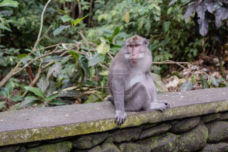 Foto de Mono en bosque sagrado de monos de Ubud, Bali, Indonesia. - Imagen libre de derechos