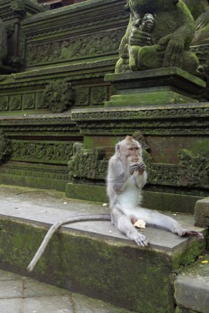 Téléchargez les photos : Singe dans la forêt sacrée de singes d'Ubud, Bali, Indonésie. - en image libre de droit
