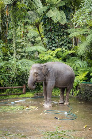 Foto de Elefantes en el parque santuario de Bali - Imagen libre de derechos