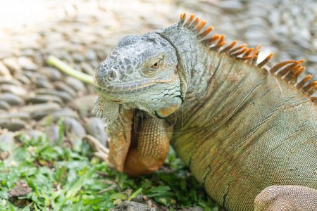 Photo for Portrait of an iguana close-up. Iguana lizard. Iguana in nature. Iguana portrait. - Royalty Free Image