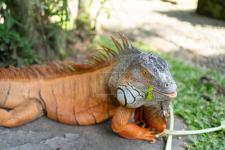 Foto de Retrato de una iguana de cerca. Lagarto iguana. Iguana en la naturaleza. Retrato de iguana. - Imagen libre de derechos